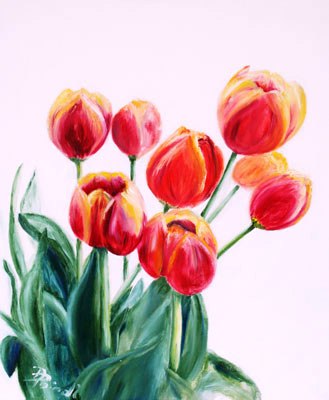 Tulipa