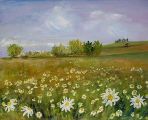 Margeriten auf dem Feld